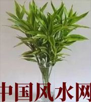 海东十二生肖养什么植物最旺财运？你知道吗！